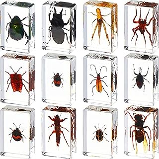 BALINS 12 Pcs Insect in Resin Specimen Bugs Collection Paperweights Arachnid Resin Specimen Different Insect Specimen Bug Preserved in Resin for Kids Scientific Educational Toy