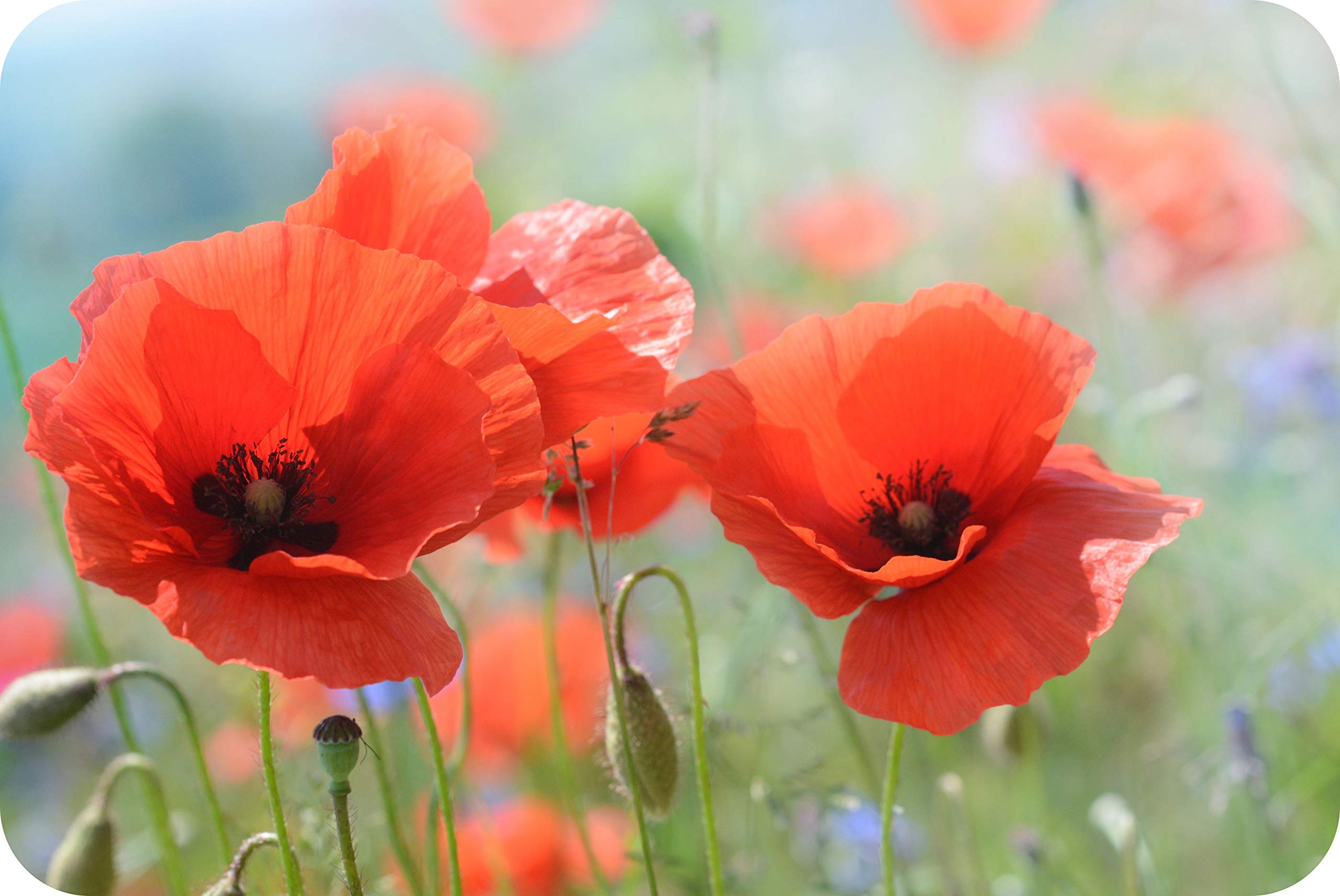 Poppies - Glass Worktop Saver/Protector - by Pearl Glass (Style 2, 60 x 40cm Extra Large) — image 1