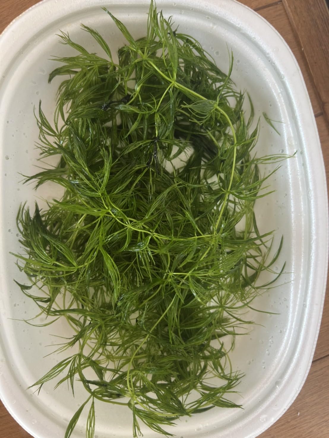 Amazon.co.jp: マツモ 国産 無農薬 まつも （水草） 3本〜 : ペット用品