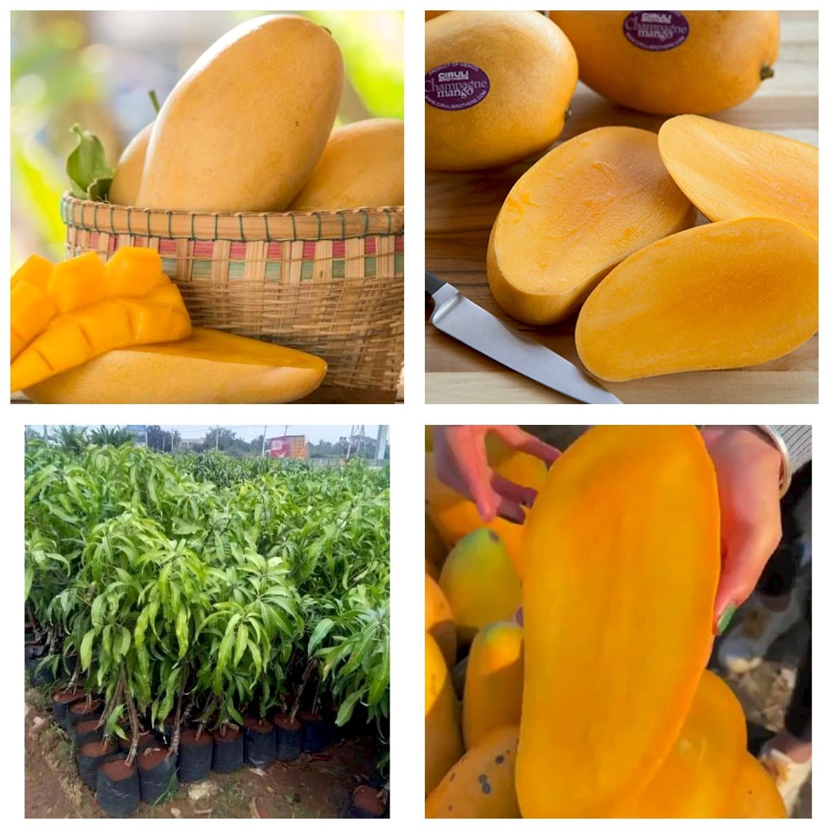 ONLINE PLANT BAZAR Original Seedless Sindhu Mango Grafted Live Plant (Height 2 Ft To 3 Ft) (B0CHFZZFRZ) Amazon Price History, Amazon Price Tracker
