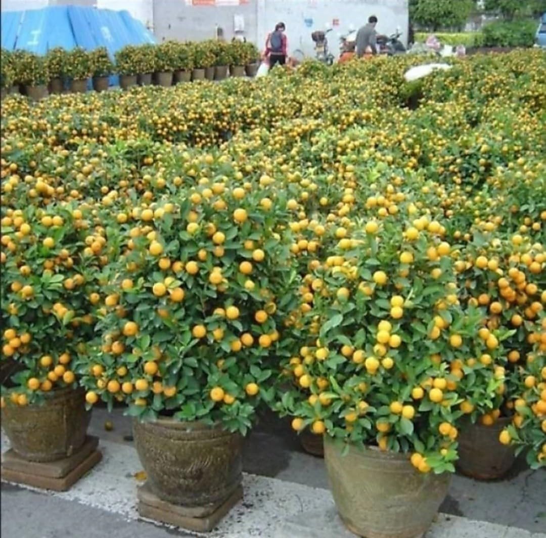 FasanGreen Fruit Lemon Plant for Outdoor with Pot (Multicolor, 101mm) (882) (B0CHFCPNK7) Amazon Price History, Amazon Price Tracker