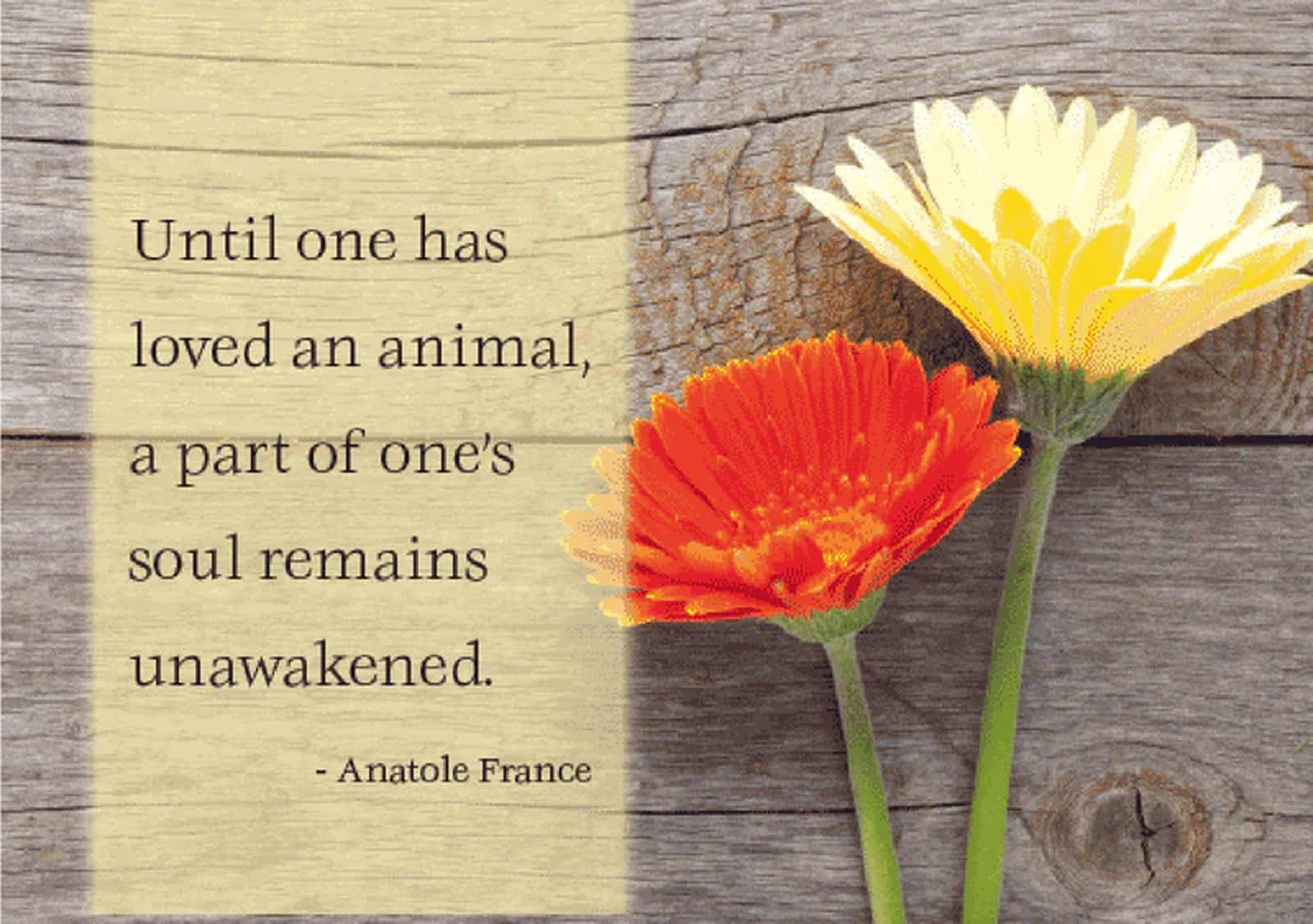 Dog Speak Trauerkarte "Always Remembered And Forever Loved" – Kondolenzkarte Für Den Verlust Eines Haustiers