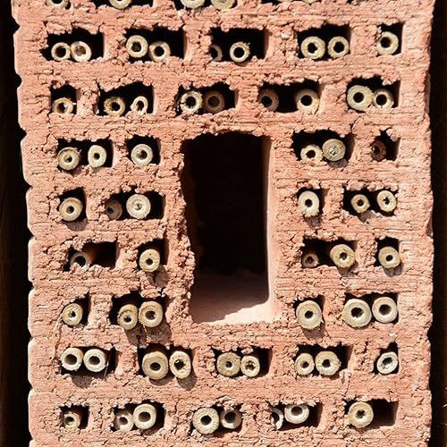 Miniatura 8 de Kichvoe 20 piezas de tubos de abeja de caña para casa de abejas, insertos de repuesto para apicultores solitarios suministros de colmena de abejas