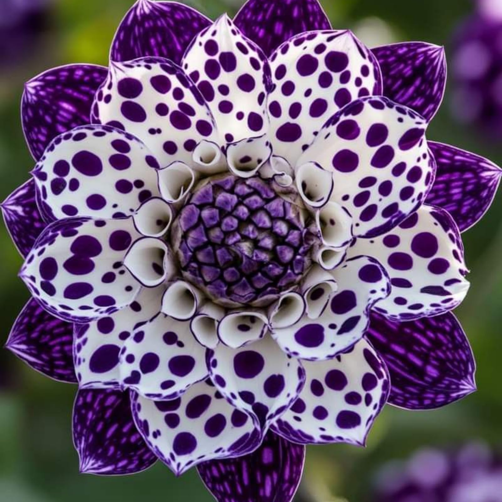Dahlia Bulbs for Planting, Excellent Display,Dahlia Mix,Perennial Garden Patio & Pots-10 Bulbs-C