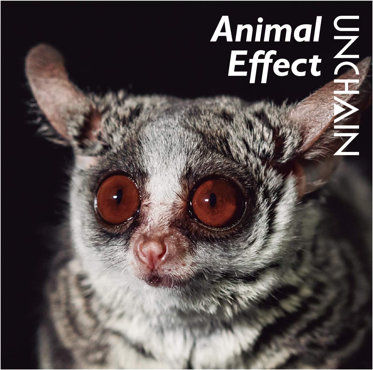 Amazon.co.jp Animal Effect ミュージック