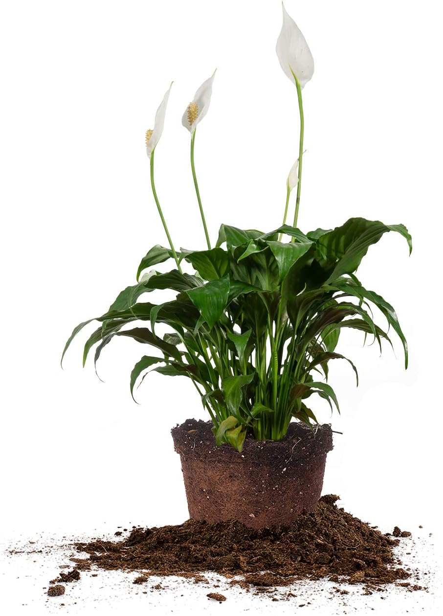 PERFECT PLANTS Peace Lily | Spathiphyllum | 15in. Tall | Easy Care Houseplant | Perfect for Moderate to Bright Light Conditions, 6 in. Grower's Pot, | Air Purifying