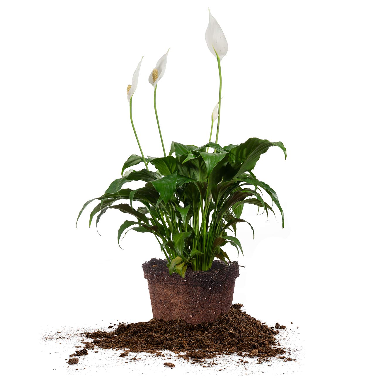 PERFECT PLANTS Peace Lily
