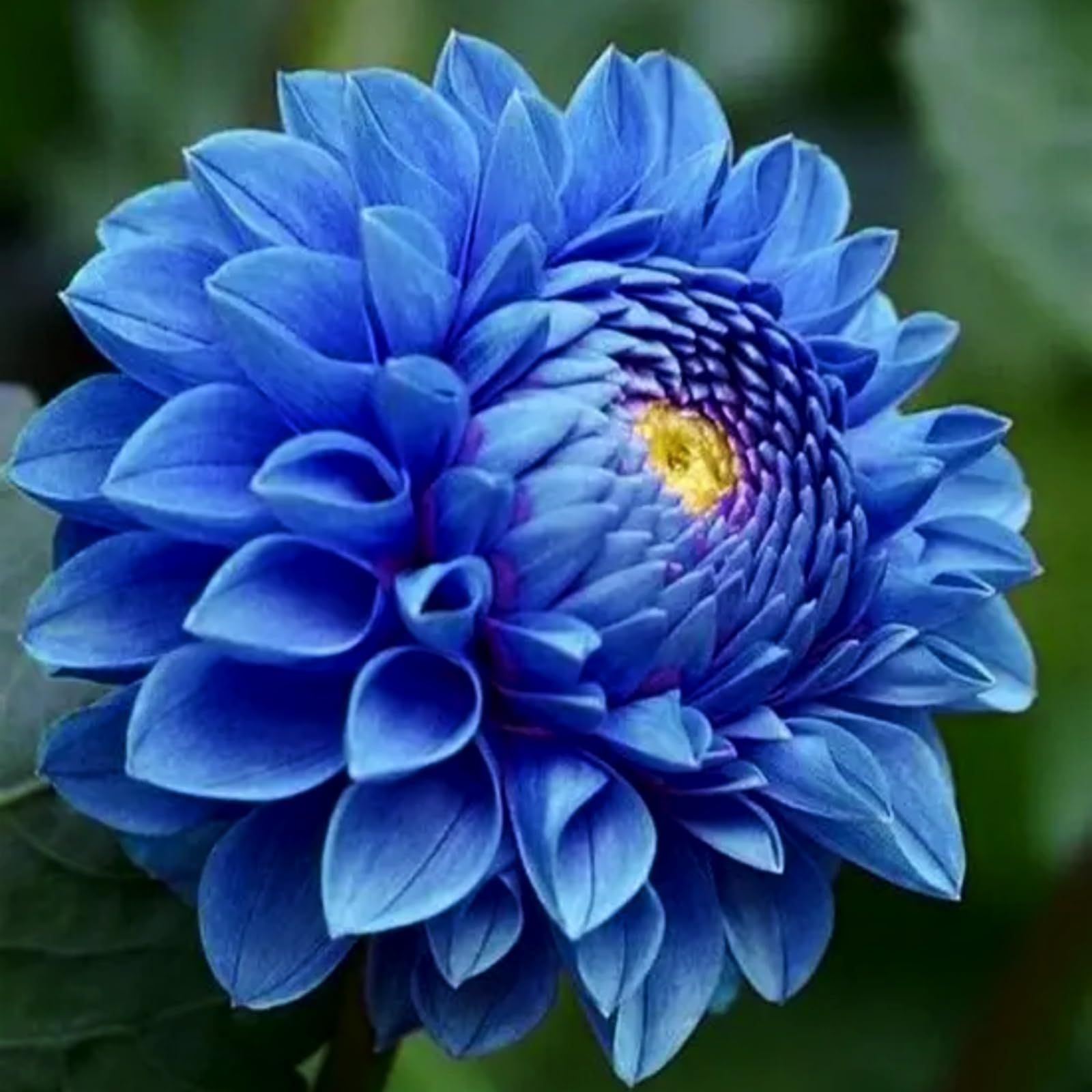 Dahlia tubers/Dahlia for Planting uk-Bedding/Gorgeous/Ornamental/Potted/Plants/Rhizome/Resistant-10 Bulbs-D