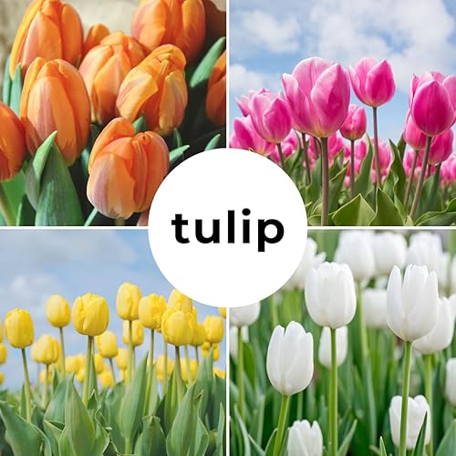 Miniatura 5 de Tulipanes Triumph mixtos - Varios colores de bulbos de tulipanes - Jardín de primavera y plantación de contenedores
