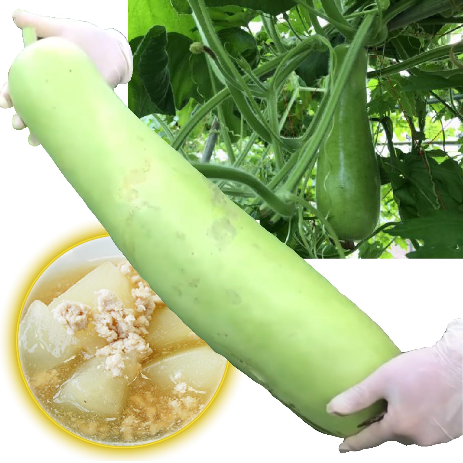 バングラデシュ野菜 ラウ（夕顔／Bottle Gourd）訳あり品価格 23kg