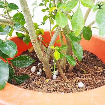 Amazon.co.jp: シマトネリコ 8号鉢 大苗 1個売り 【品種で選べる観葉 Amazon.co.jp: シマトネリコ 8号鉢 大苗 1個売り 【品種で選べる観葉