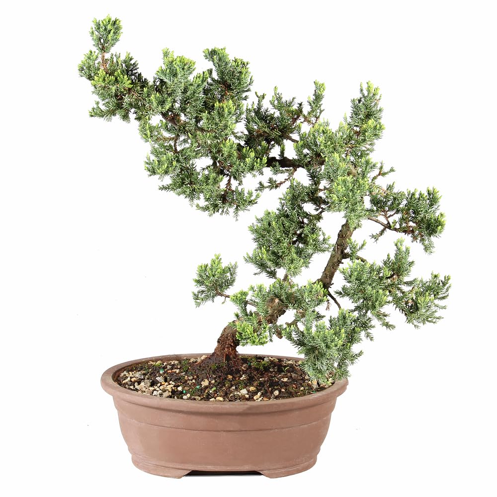 Brussel's Bonsai Live Green Mound Juniper Bonsai Tree - Large, 7 Year