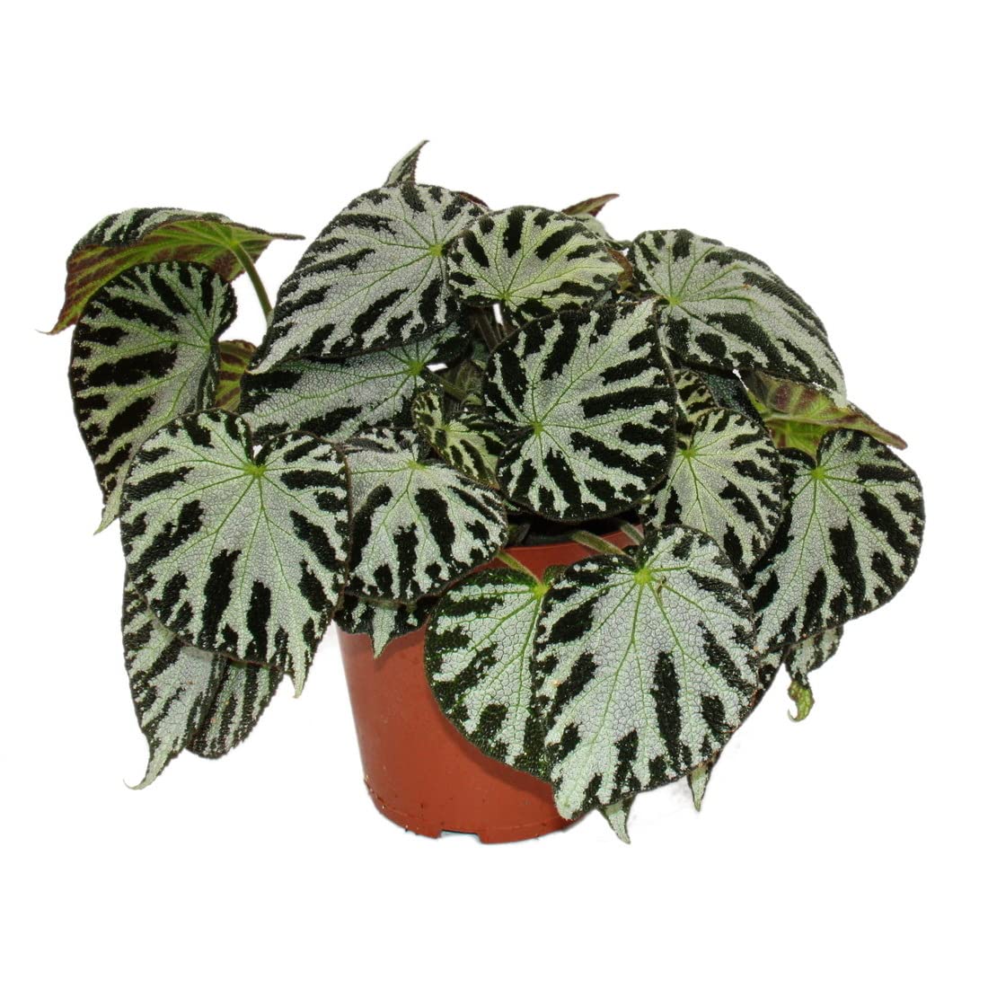 Exotenherz - begonia liściasta 
