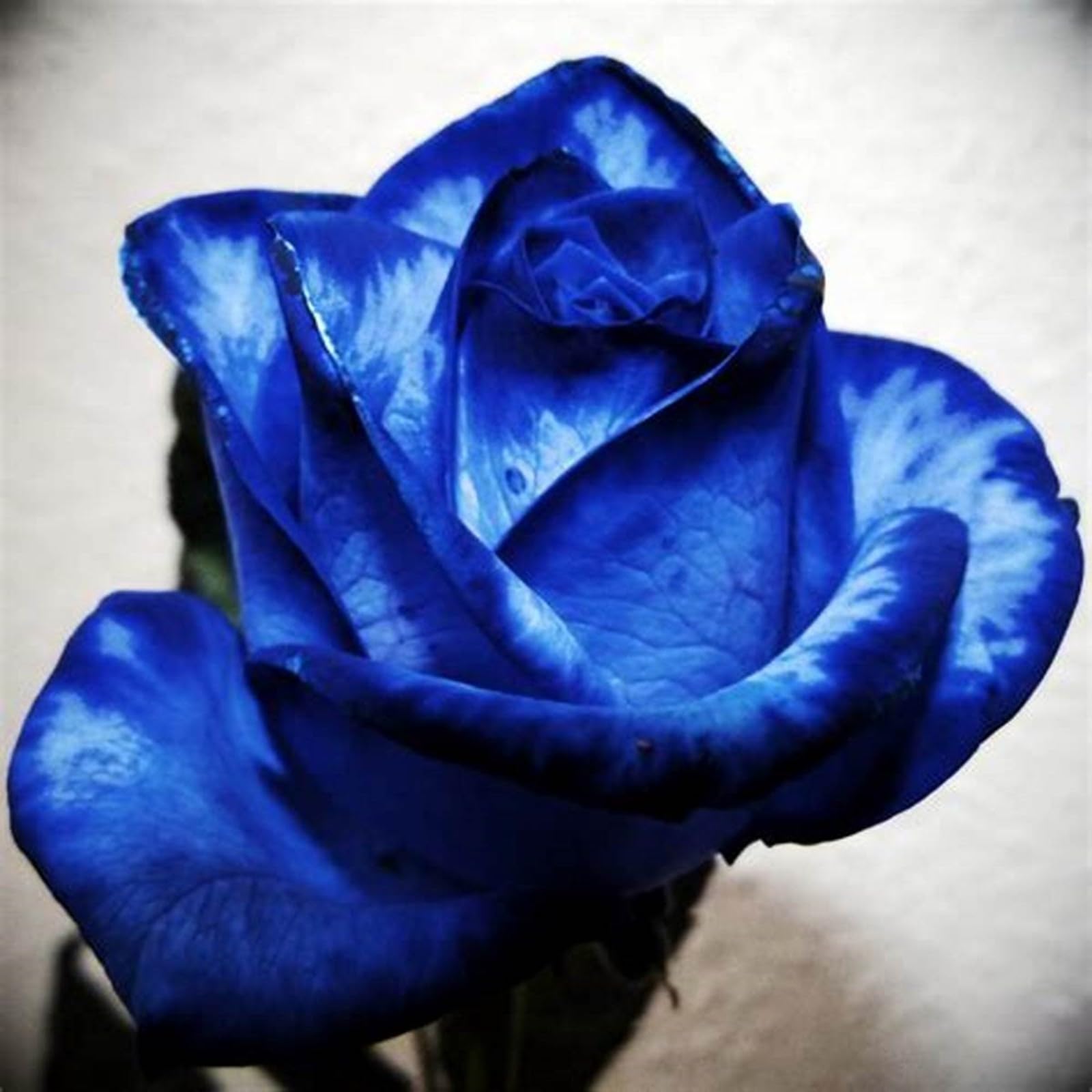 Unique Rose Bulbs for Planting Now UK Ornamental Perennial Natural Organic Excellent Good for Containers Cold-Resistant Easy Plant Display Greening Flower-2bulbs-A — image 1