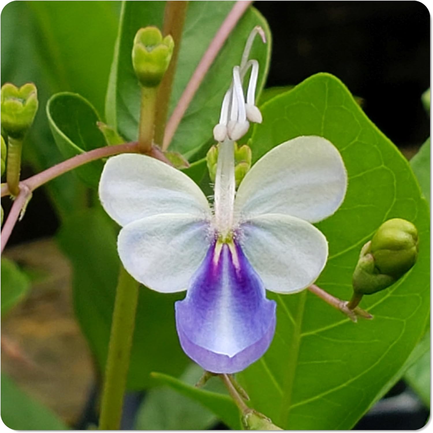 Blue Butterfly Bush - Clerodendrum myricoides 'Ugandense' - Live Tropical Plant - Unusual Shaped Flower - Emerald's - Starter Size - 4 Inch Pot