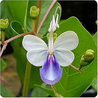 Blue Butterfly Bush - Clerodendrum myricoides 'Ugandense' - Live Tropica...