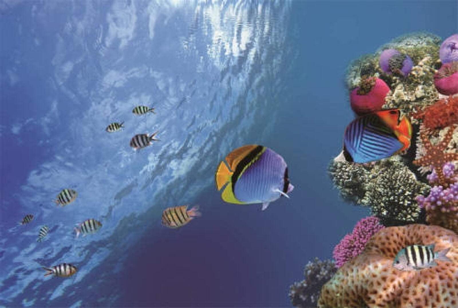 Rompecabezas de Madera 4000 Piezas Pescado de mar Juguetes Niños Puzzles para Adultos Es Un Buen Regalo