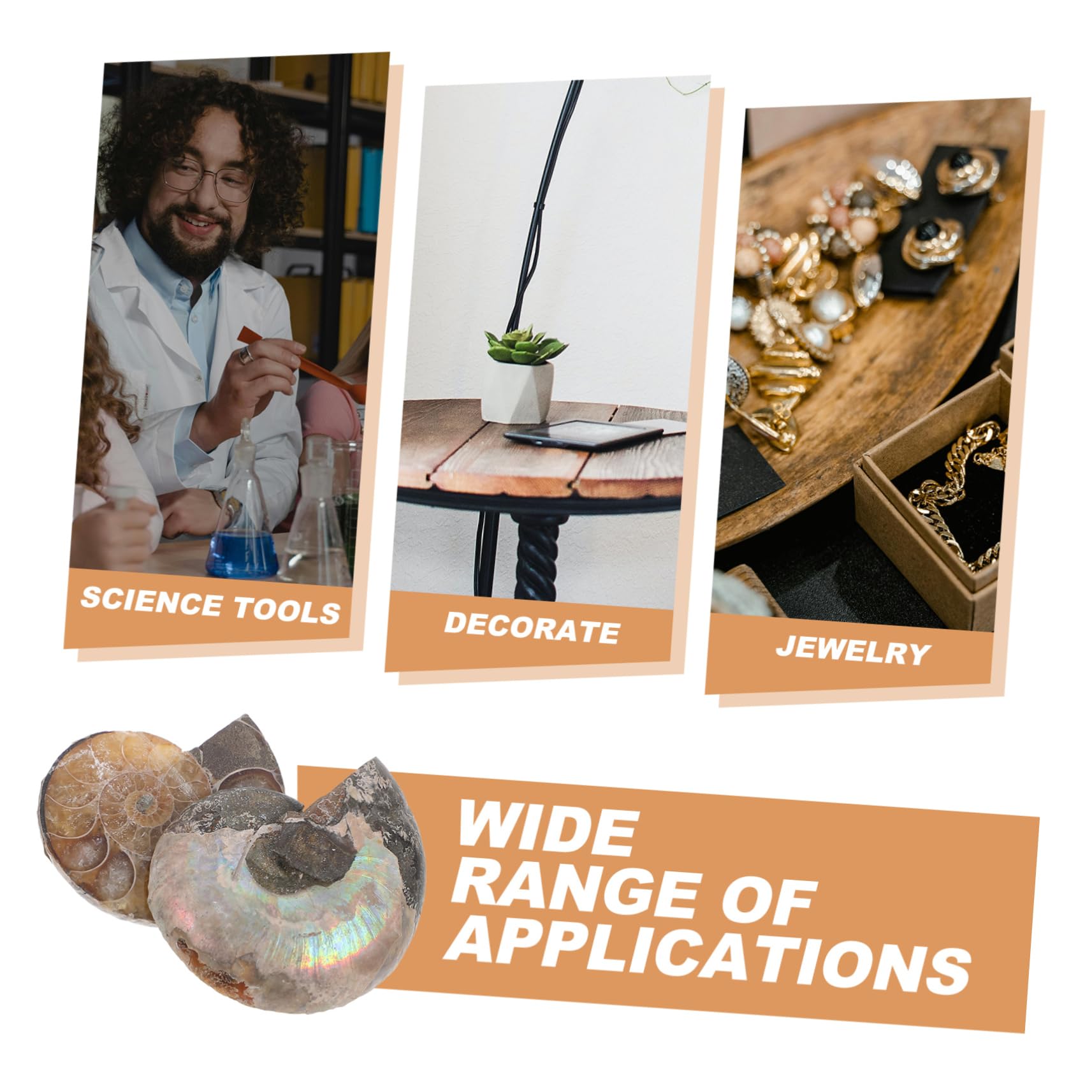 CATIEBYE 2pcs Conch Models Educational Specimen Educational Ammonite Adornment Educational Ammonite Specimen Educational Ammonite Model