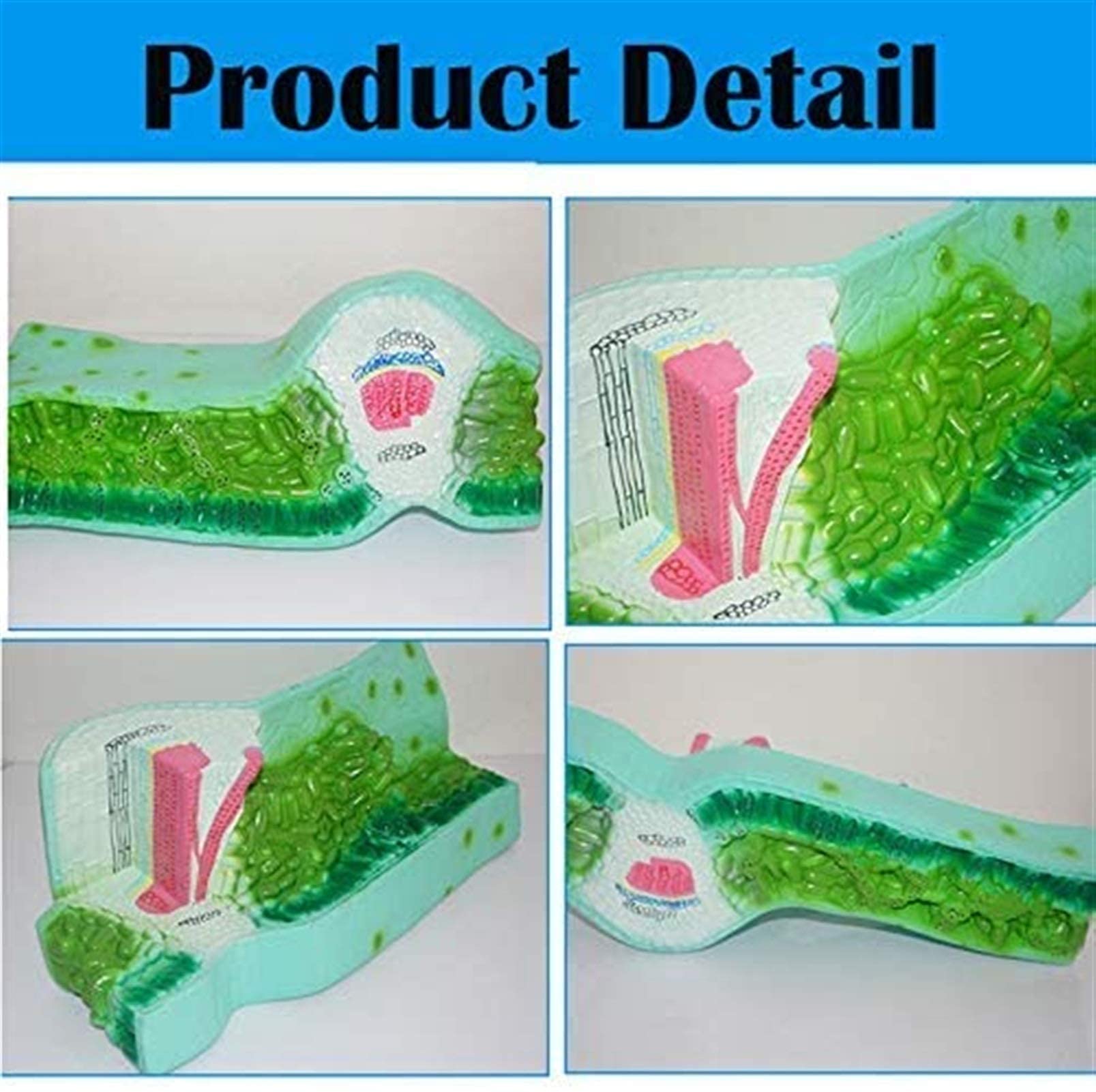 MDV-M705W おもちゃ 葉の構造モデル植物拡大表示解剖モデル葉の構造