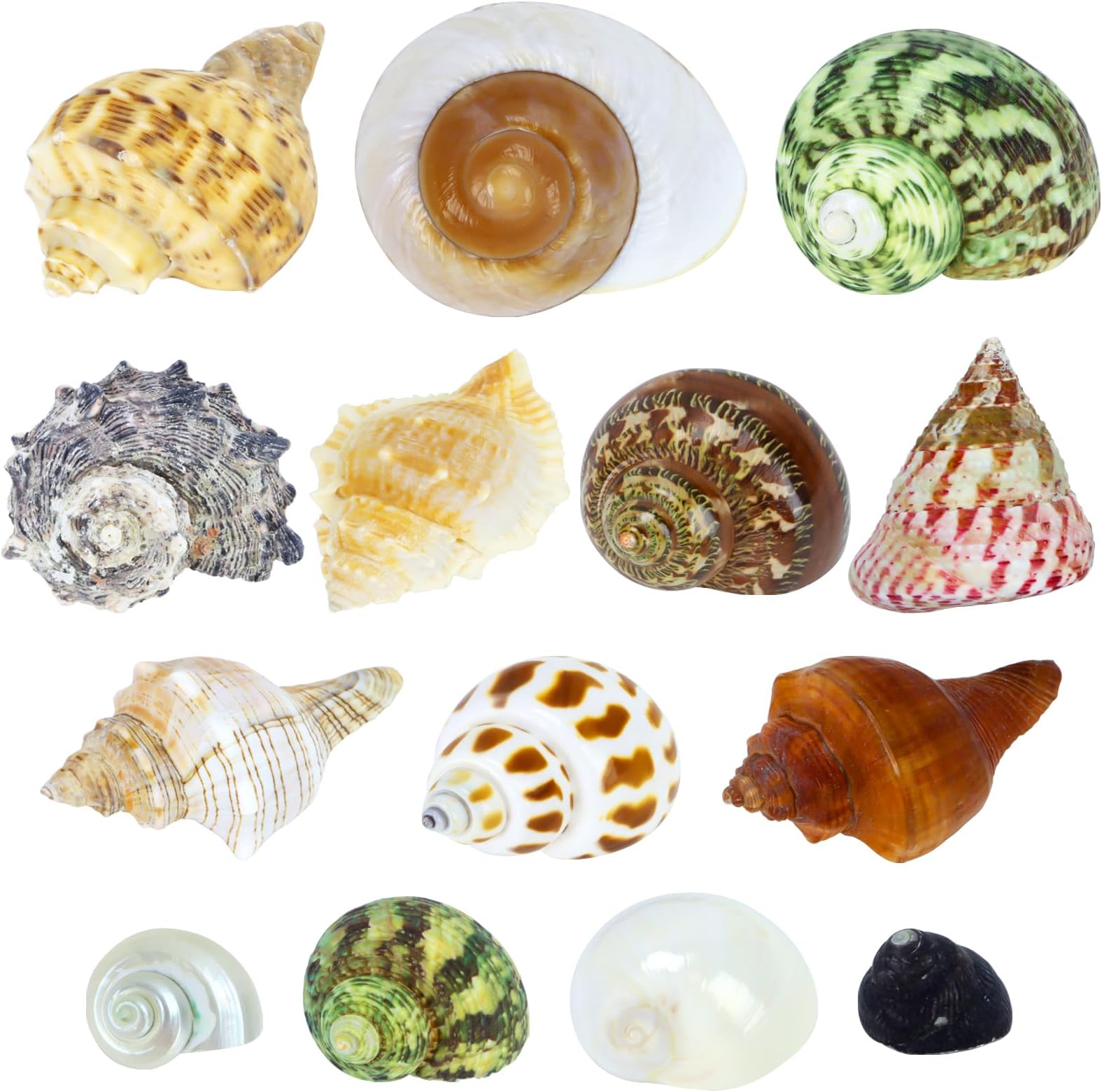CZWESTC 14PCS Hermit Crab Shells Medium and Large- Natural Hermit Crab Shells 1" - 3.5" Opening 0.8" - 1.5" for Small Medium and Large Crabs - Natural Hermit Crab Supplies, Natural Sea Shell Decor