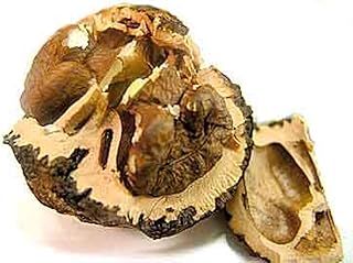 2 Year Old Black Walnut Tree, Julans Nigra, Edible Nuts Plus Timber Wood 10-12 inches Tall.