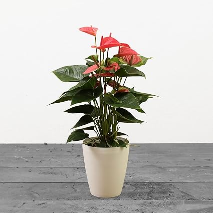 Amazon アンスリウム ピンク 6号 受け皿付 観葉植物 本物 インテリアグリーン シンボルツリー ギフト プレゼント Hanapochi ハナポチ 観葉植物 オンライン通販