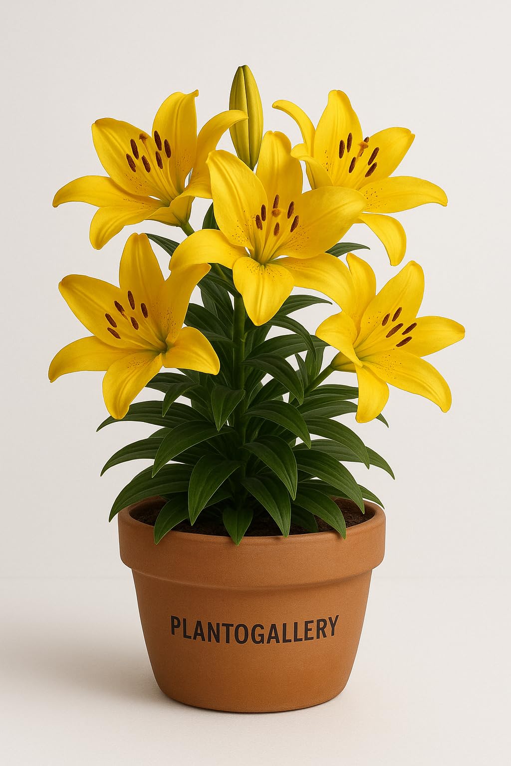 PLANTOGALLERY Asiatic Lily Imported and Hybrid Flower Bulbs Good Germination - Pack of 2 Bulbs (Yellow)