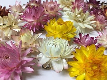 Amazon ドライフラワー花材 天然素材 ヘリクリサム カイガラソウ 27輪入 サイズアソート 花科学プレミアム お楽しみカラーアソート ドライフラワー オンライン通販