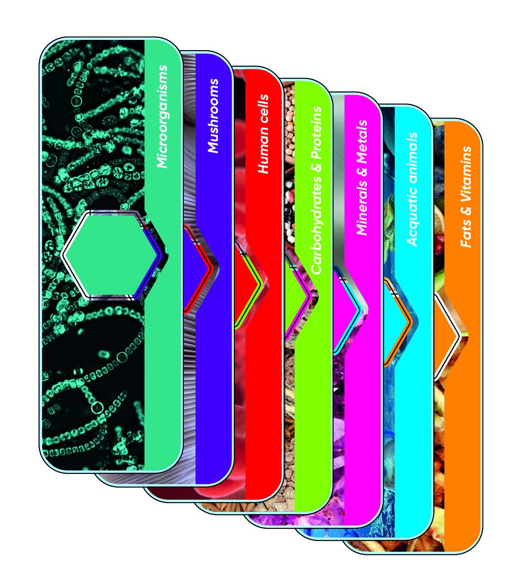 CLEMENTONI - Microscope Digital Wi-FI Enfant 8 Ans - Microscope Connecté avec Caméra et Écran - Initiation Ludique à la Science - Idéal pour Curieux, Collégiens et Mini Chercheurs