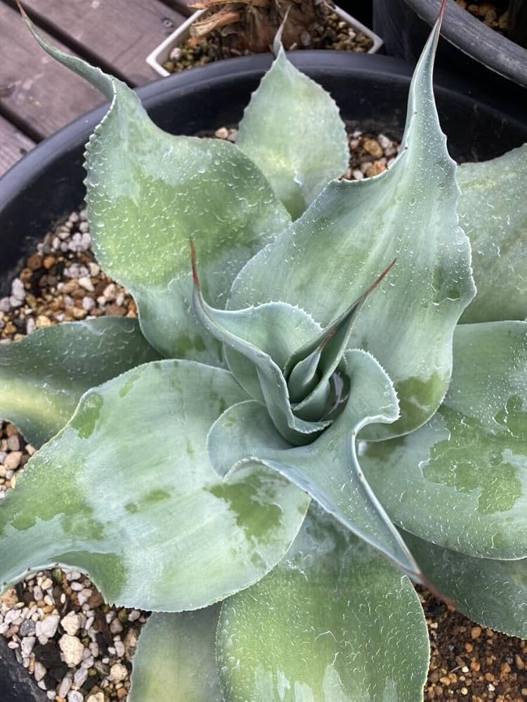 耐寒性アガベ オバティフォリア斑入りドワーフ◇ドライガーデン錦オルカ　キラー南国 耐寒性アガベ オバティフォリア オルカ大株◇斑入りドライ
