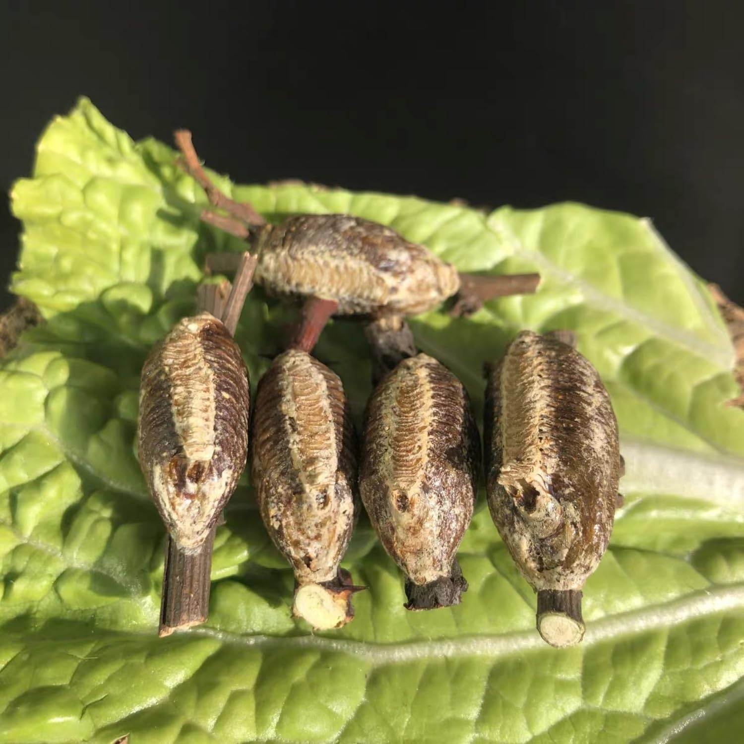 5- Mantis Eggshell - Mantis Egg Hatching Kit