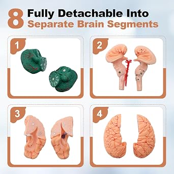 PER4MANCE Human Brain Model with Base, 8-Part Design & Numbered Chart