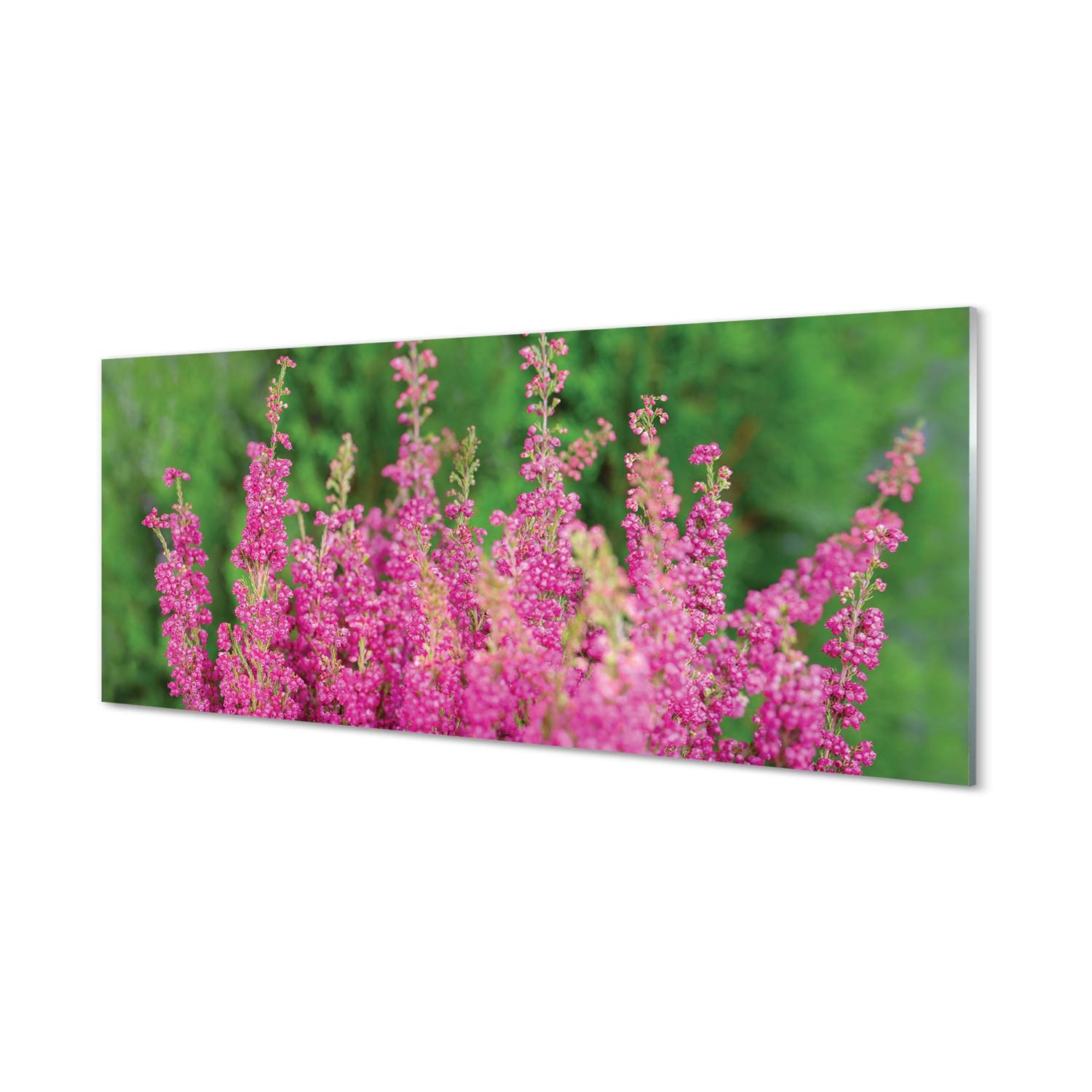 Tableau en verre acrylique Tulup fleurs de bruyère pour habiller un grand mur