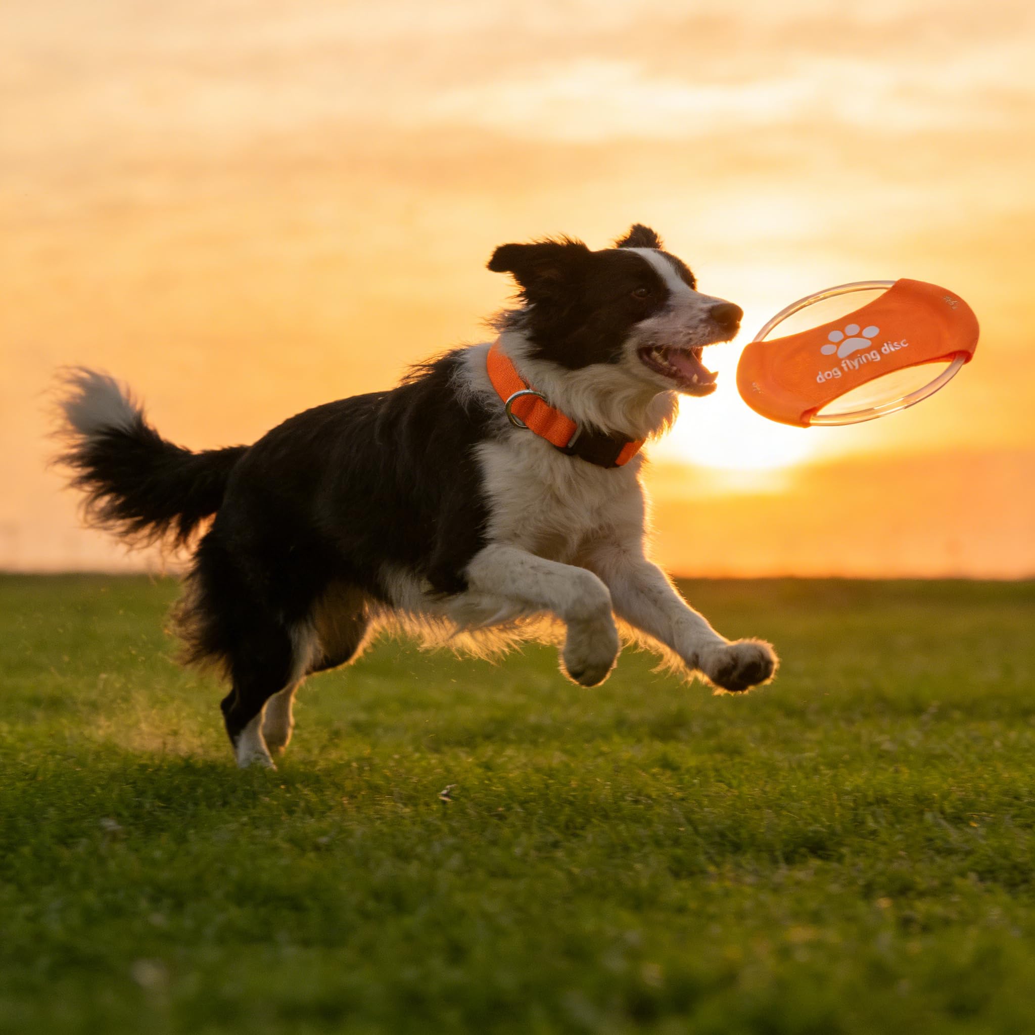 Ensemble collier lumineux pour chien et frisbee – 3 modes de couleur réglable + frisbee phosphorescent, jouet de dressage réutilisable pour chiens de petite, moyenne et grande taille