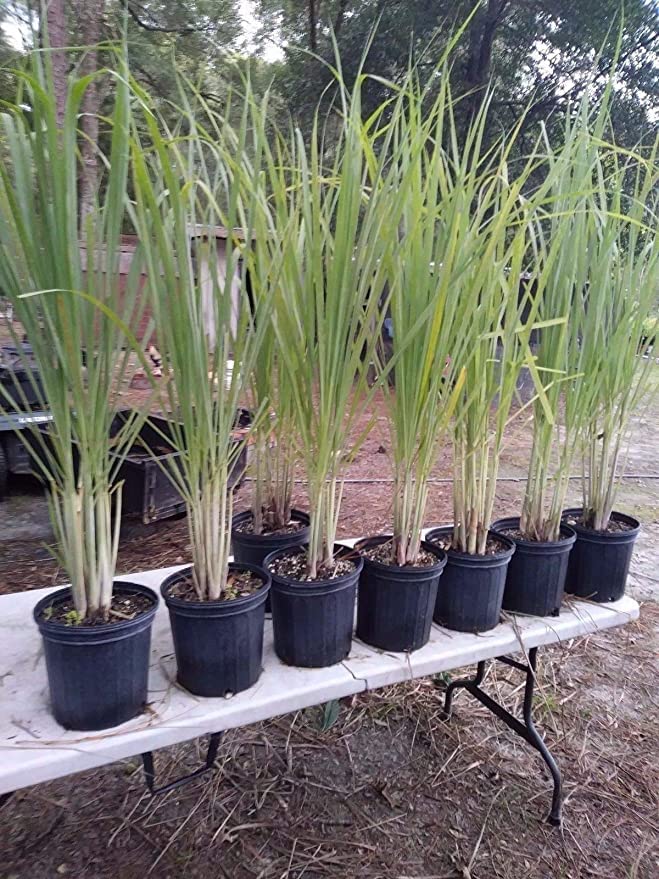 PlantaZee Lemon Grass Citronella Grass Herb Plants for Home Garden (B0B33W25NK) Amazon Price History, Amazon Price Tracker