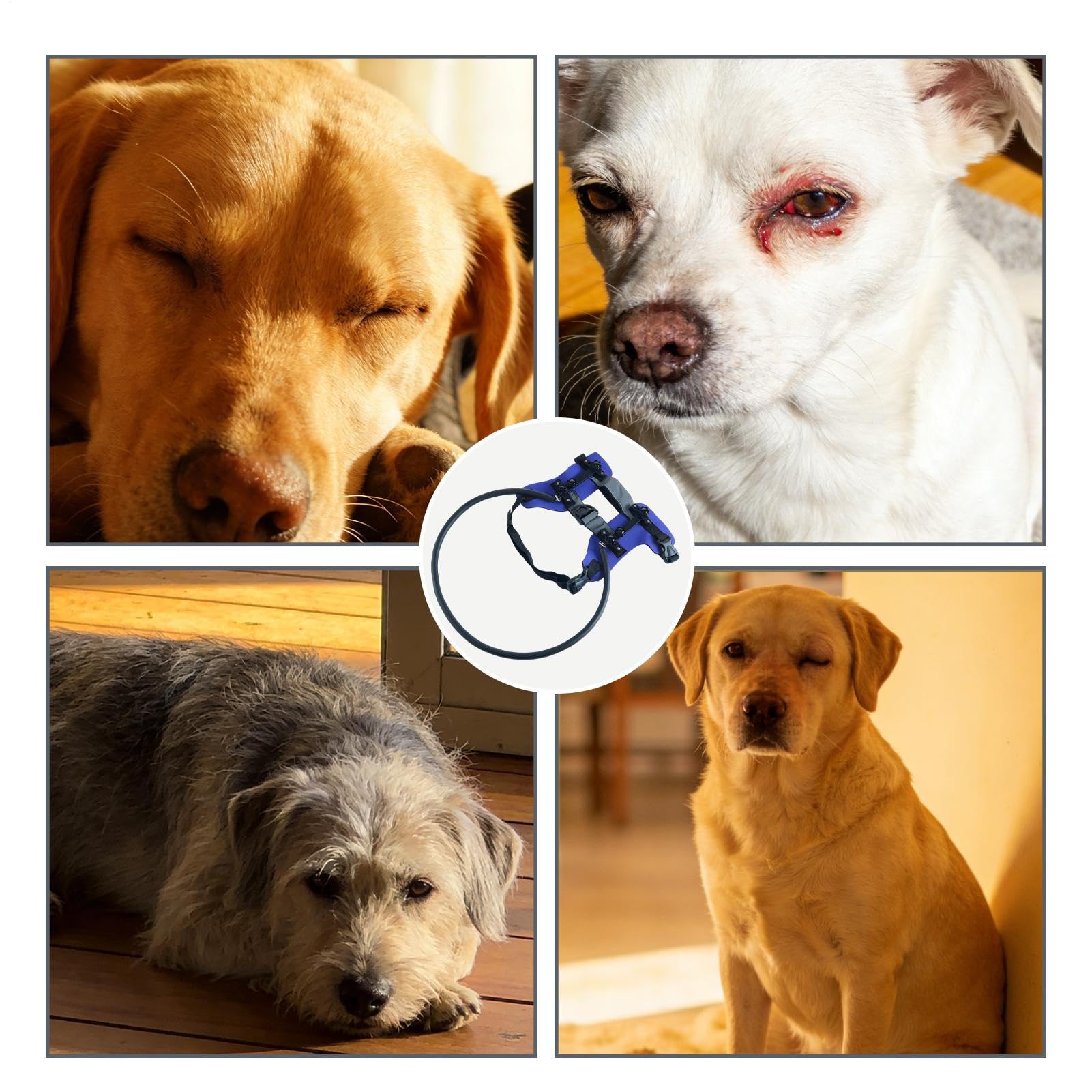 Anello per cani ciechi Pettorina con collare per gatto cieco con strisce | Collare regolabile per animali per orientamento Per passeggiate, viaggi, addestramento, interni, escursioni