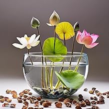 Amazon Brand - Flower Seeds Pack of 25 Seed | lotus seeds indoor Beautiful Aquatic Blooms for Garden & Pond (Pack of 25)
