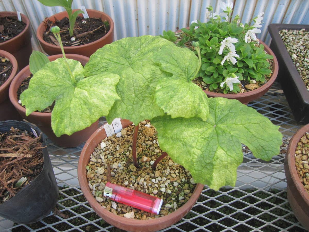 山野草　斑入り　サンカヨウ　5号鉢植え Amazon.co.jp: 山野草 斑入り サンカヨウ 6号B : おもちゃ