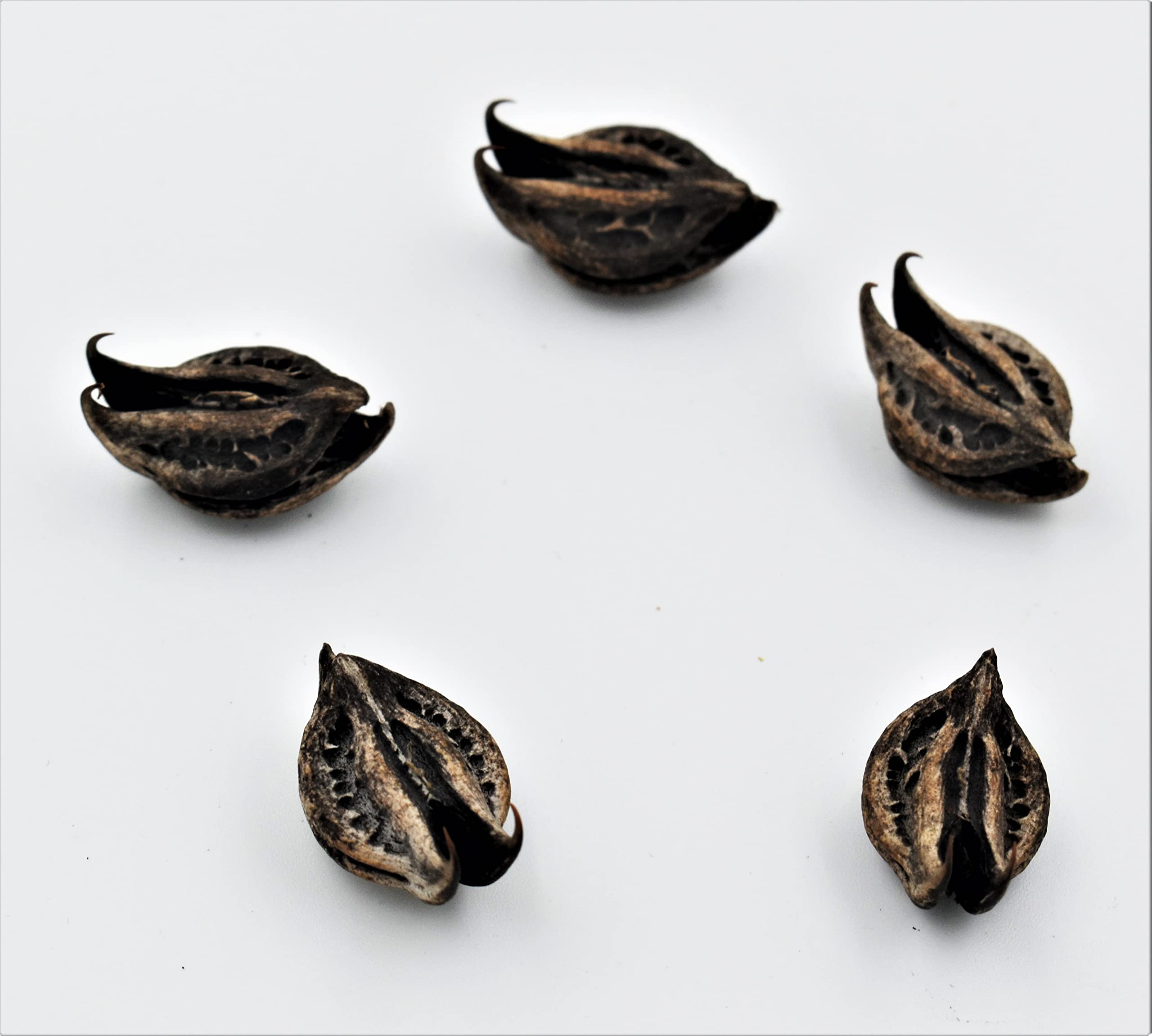 CooPany® Garuda Mukku/Bat Head Roots/TeluKondi Kaya Seeds Pack of 5 Seeds (B0BMMW9889) Amazon Price History, Amazon Price Tracker