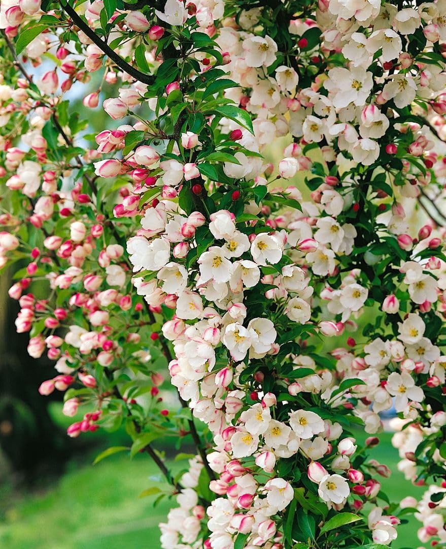 Zierapfel Malus Adirondack 150-200 cm Solitärbaum winterhart