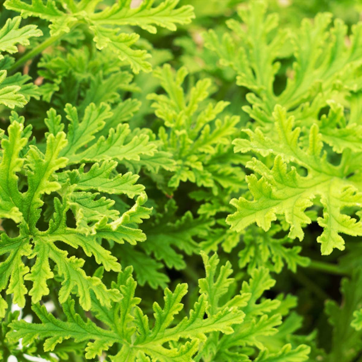 Bloomique - Lot de 6 - Pelargonium Graveolens - Géranium citron - Anti-moustique - Parfumé - Plantes de jardin - Hauteur 15-30 cm - Pot 10,5 cm