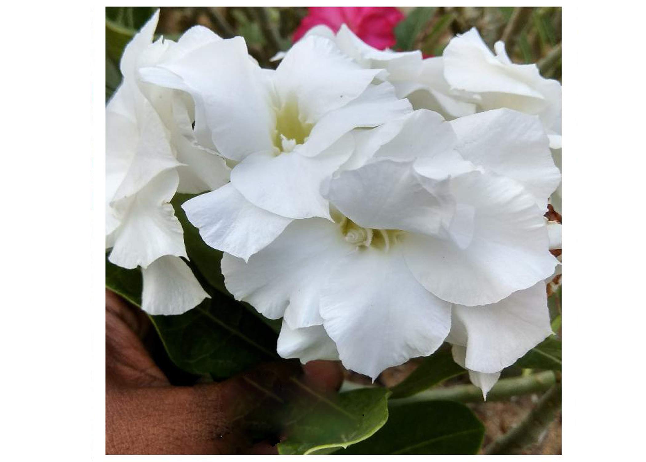 ACHC Adenium Live Plant Combo - Grafted Desert Rose Bonsai, Double-Petal Rosy Variety with Pot (R124)