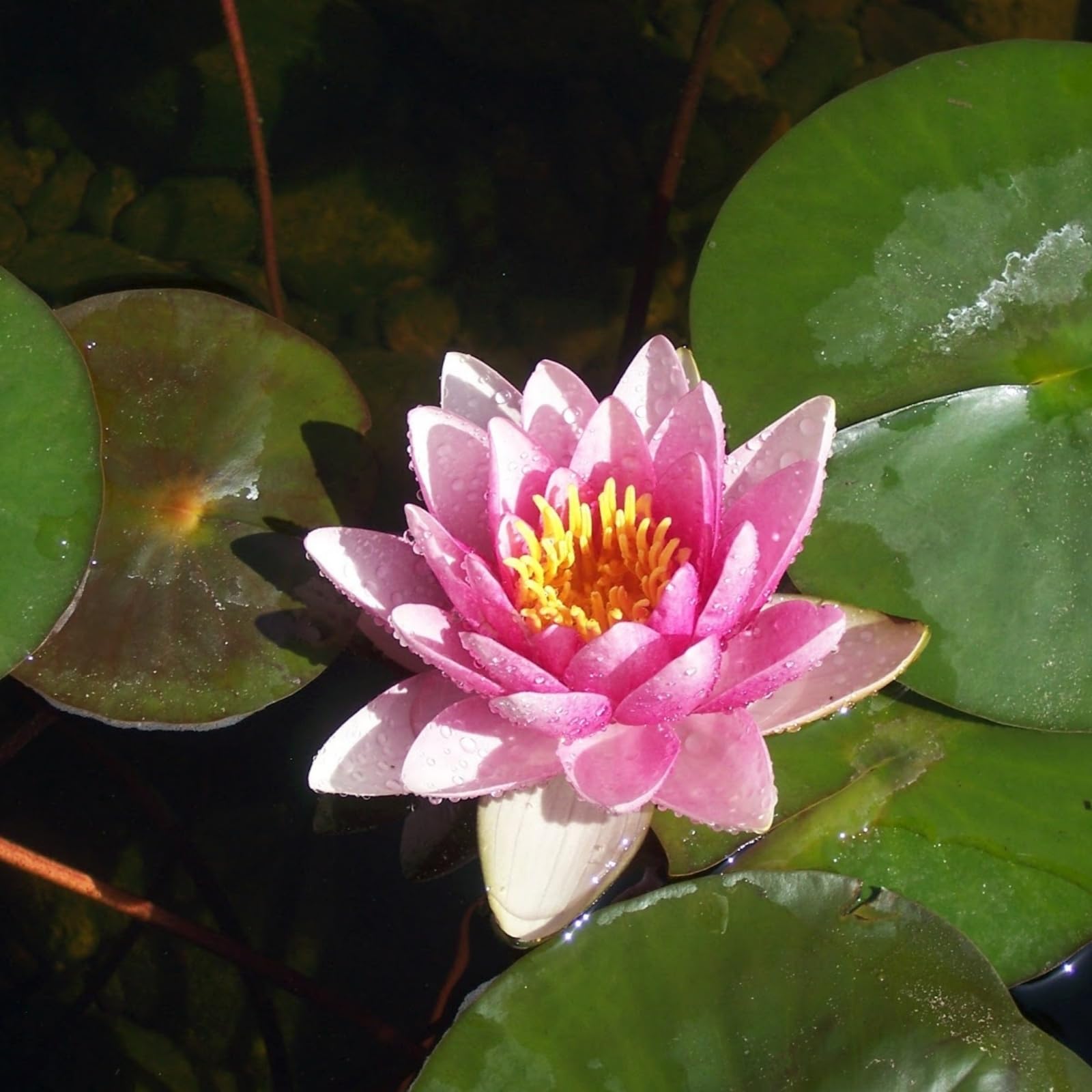 Water Lily Bulbs, Easy to Maintain, Perennial, Suitable for Gardens, Ponds, Fish tanks-60bulbs-C