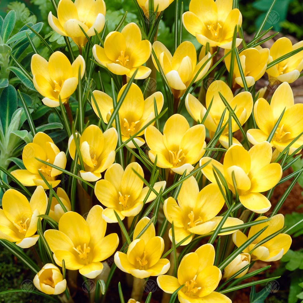 Crocus Romance Early Spring Hardy Flowering Garden Bulbs (25 Bulbs)