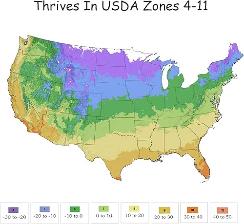 Miniatura 8 de 1 galón, Knock Out Sunny Rose, con flores amarillas brillantes