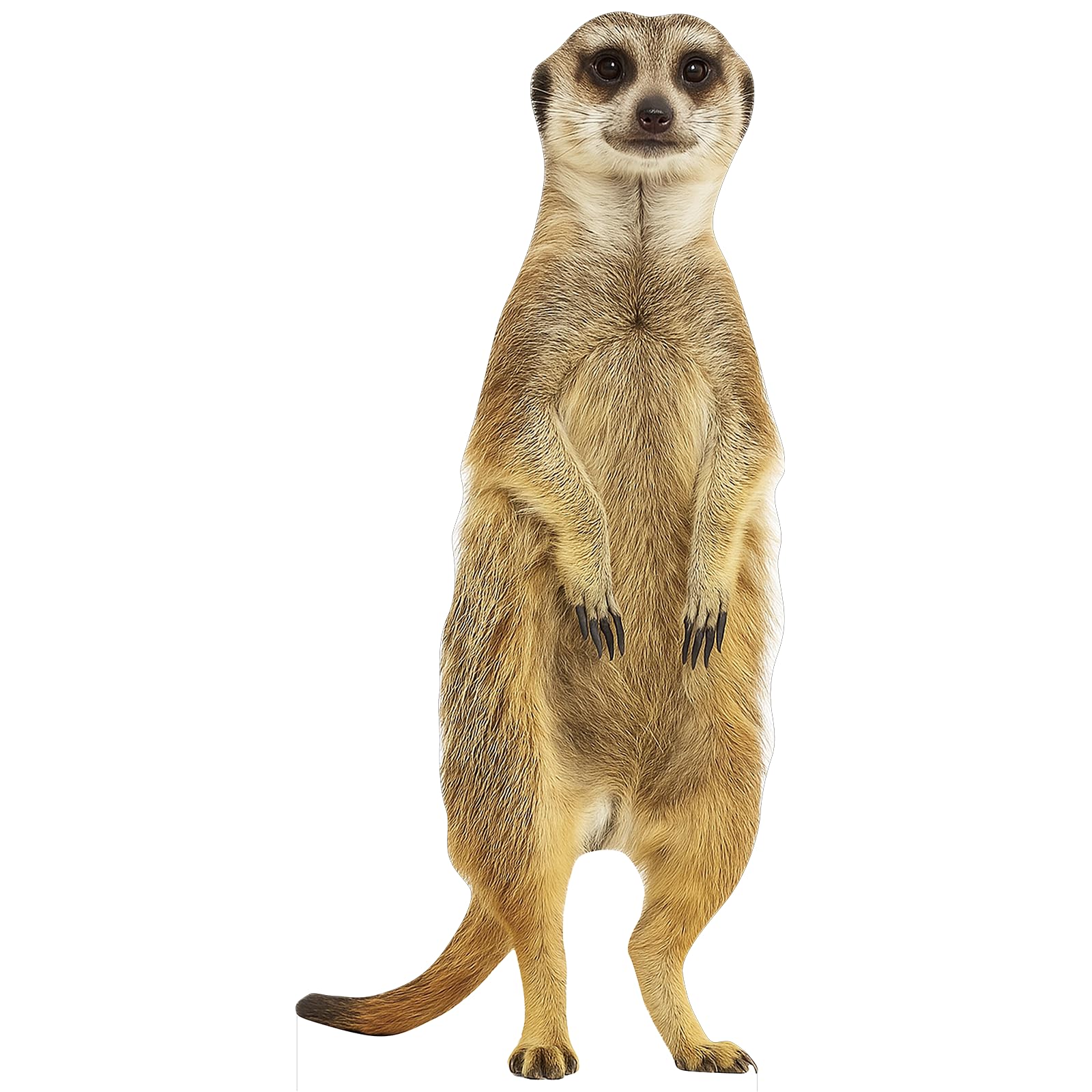 Meerkat2 3FT Life Size Cardboard Cutout, for Party Decor, 1 PC
