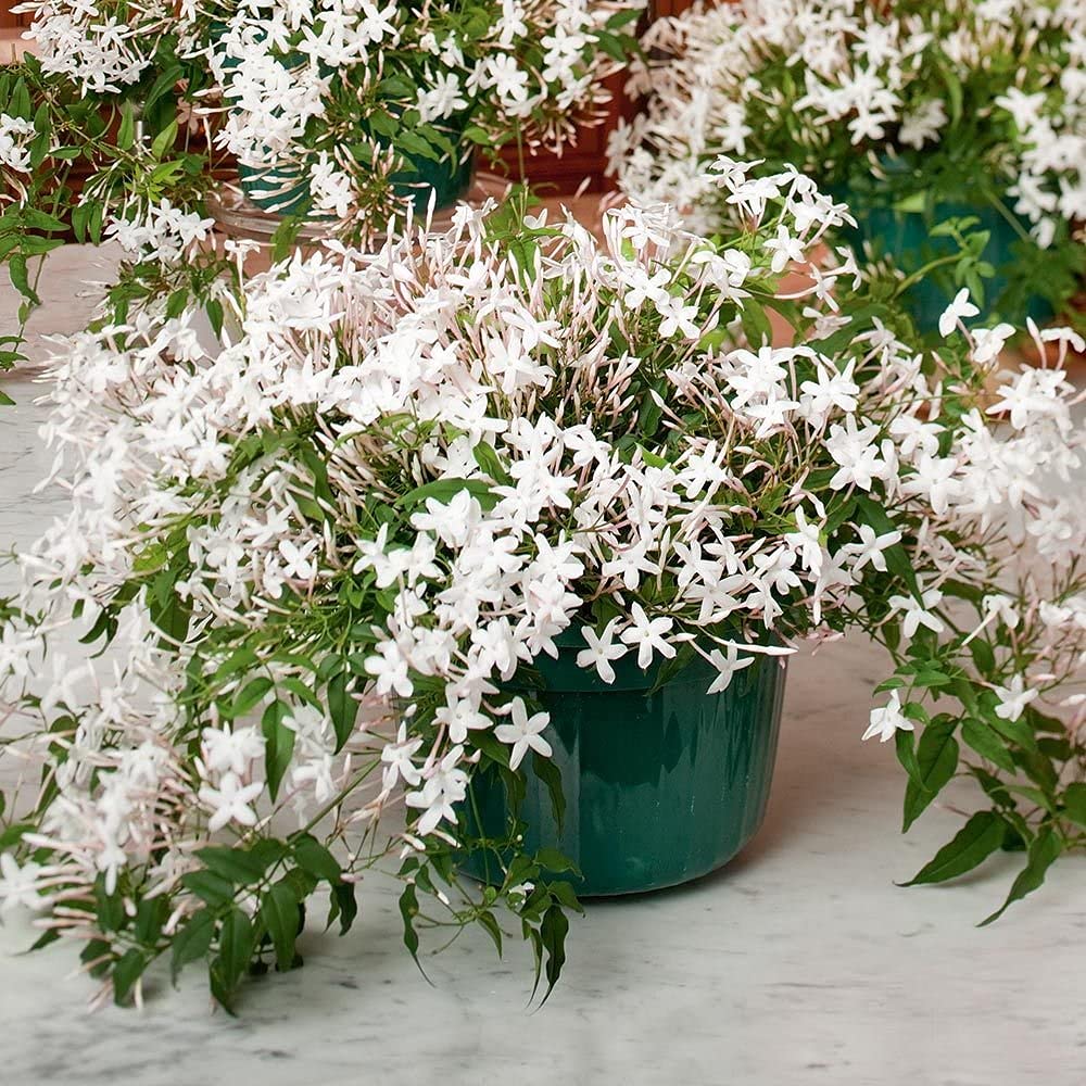 Live White Jasmine/White Chameli Flower Plant White Flowering Plant