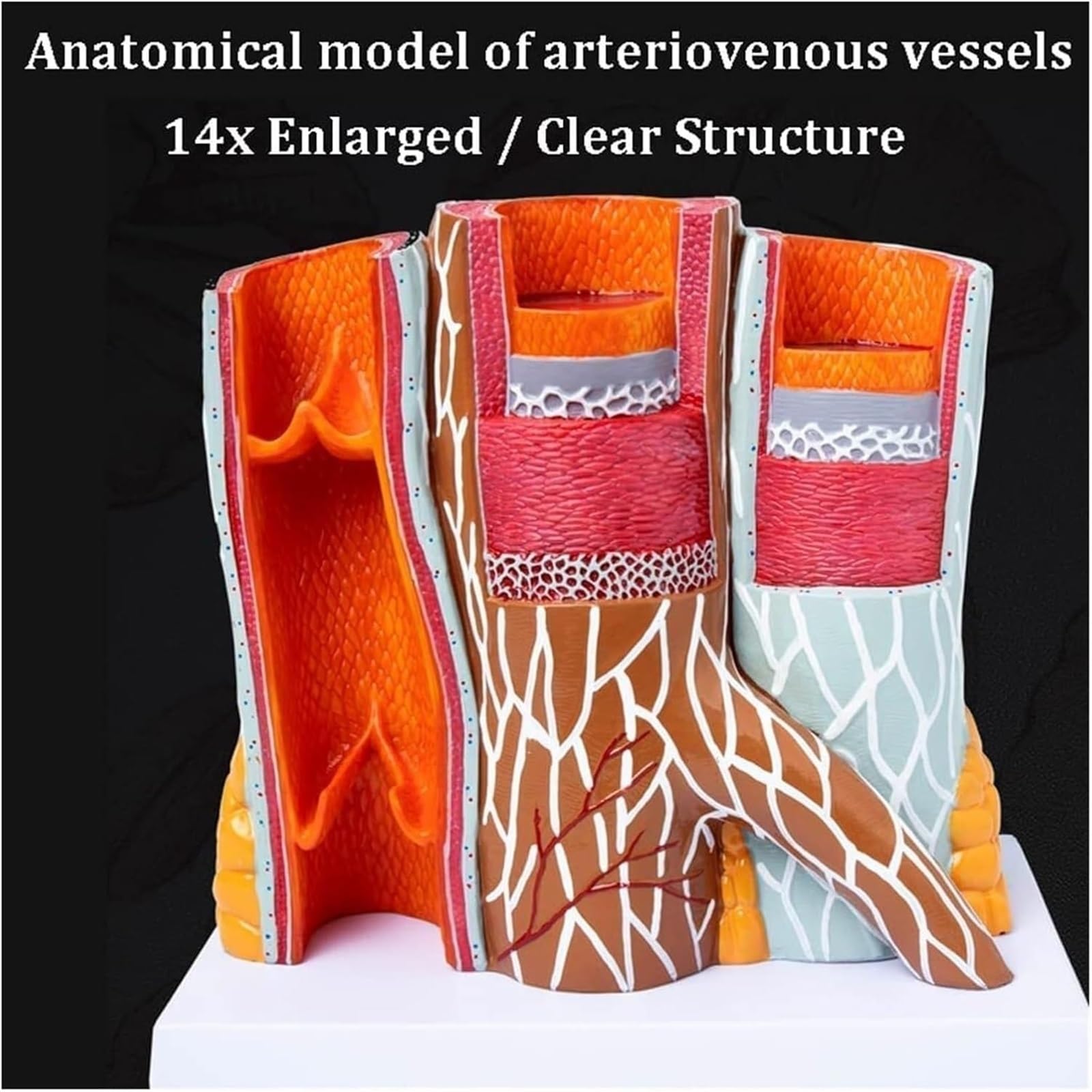 Model anatomii tętnicy ludzkiej, anatomiczny model naczyń krwionośnych do nauki i nauczania, model sercowo-naczyniowy do prezentacji edukacyjnych, rozmiar 14 x