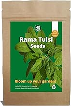 Green Rama Tulsi Seeds | Holy Basi | for Home | Kitchen Gardening (Green Rama Tulsi)