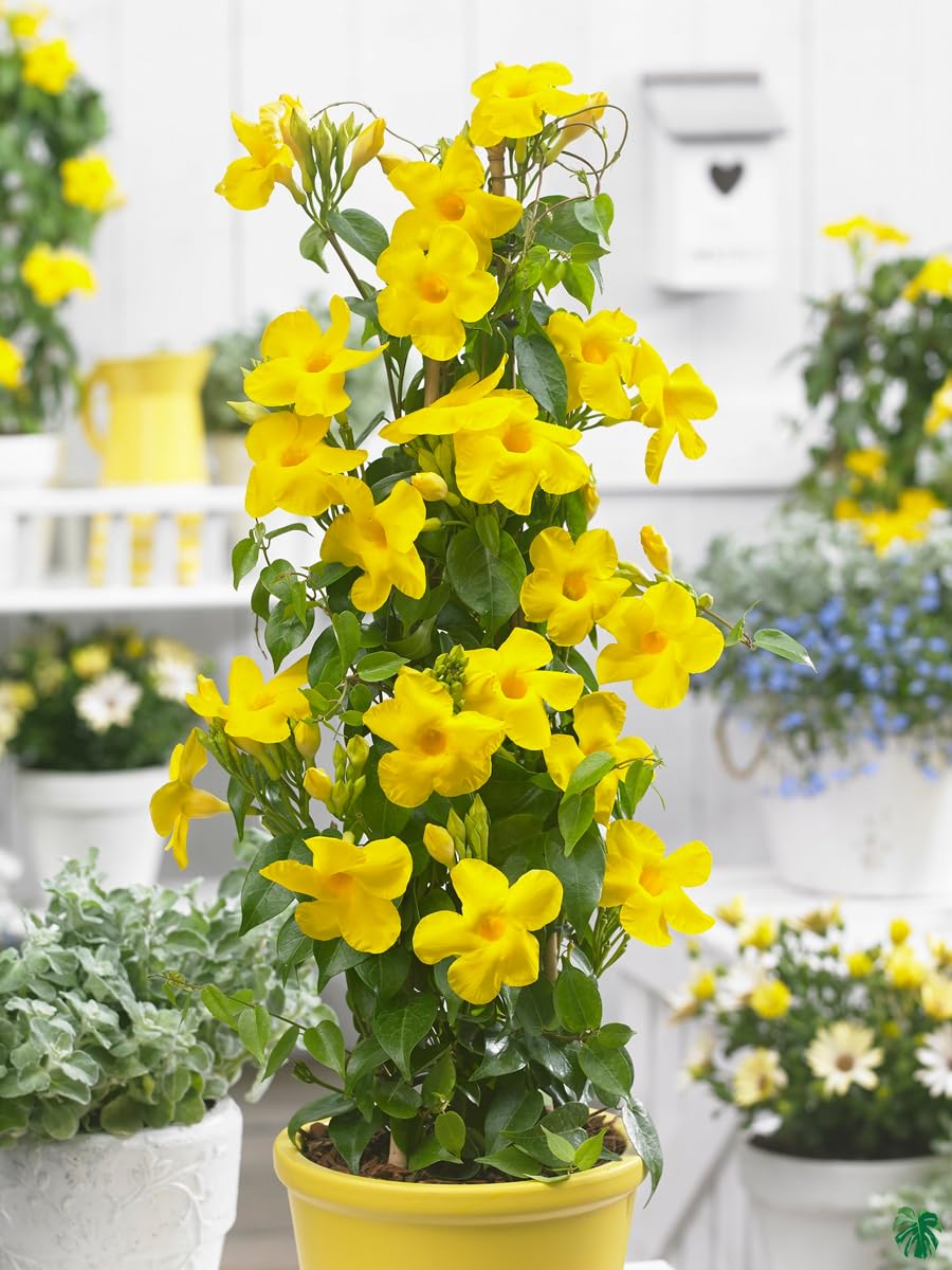 Yellow Mandevilla Climber Live Flower Plant Early Flowering upto 2ft Height Grown from Cuttings Peela Variety Plant Pack of 1 (B0D5BP65V6) Amazon Price History, Amazon Price Tracker